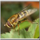 Syrphus ribesii - Grosse Schwebfliege w02.jpg